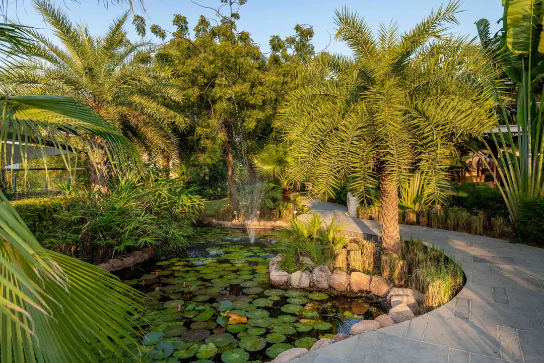 A lily pond among palms.